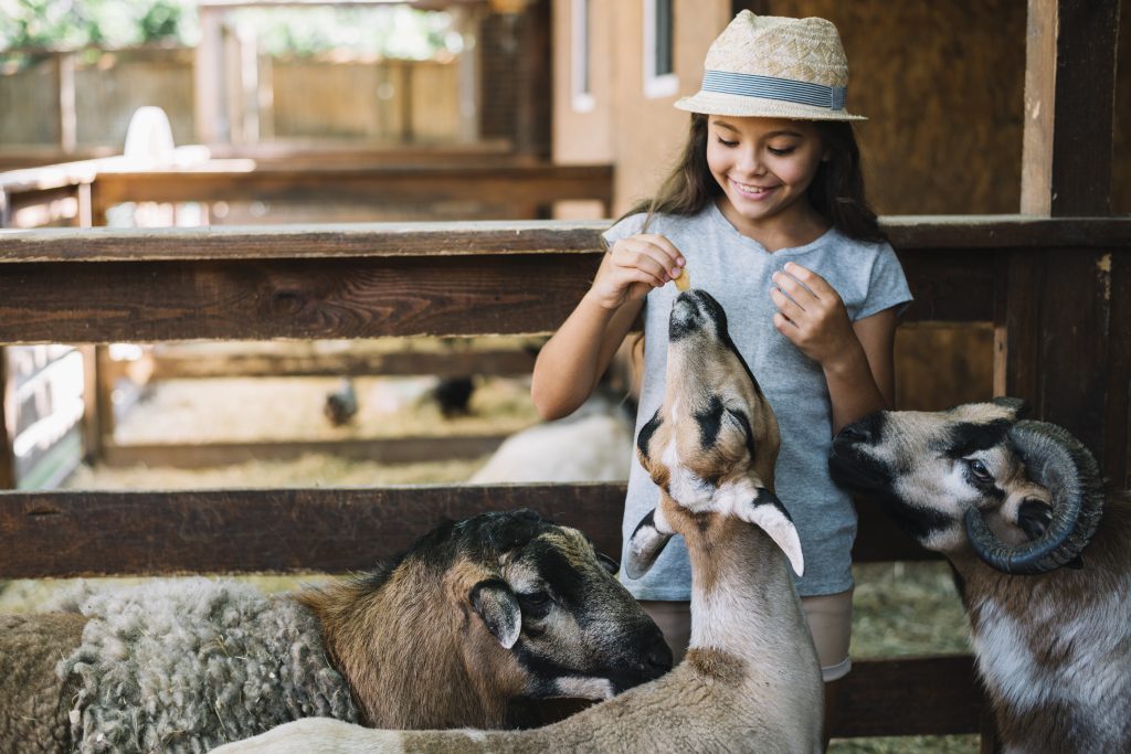 Kids Activities with Zoo Bus
